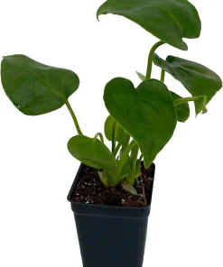 Monstera Deliciosa Live Plant – Split Leaf Philodendron – 2.5" Pot – Indoor - Image 2
