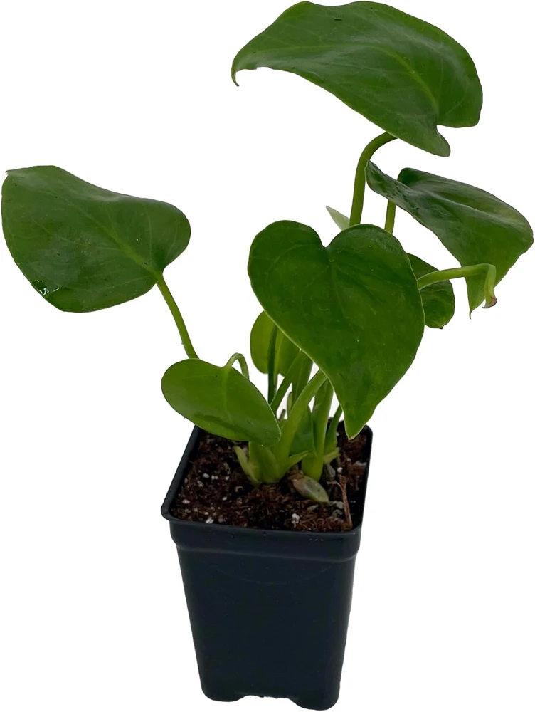 Monstera Deliciosa Live Plant – Split Leaf Philodendron – 2.5" Pot – Indoor - Image 2