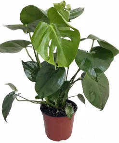 Monstera Deliciosa Live Plant – Split-Leaf Philodendron 4 inch Pot – Indoor Houseplant - Image 2