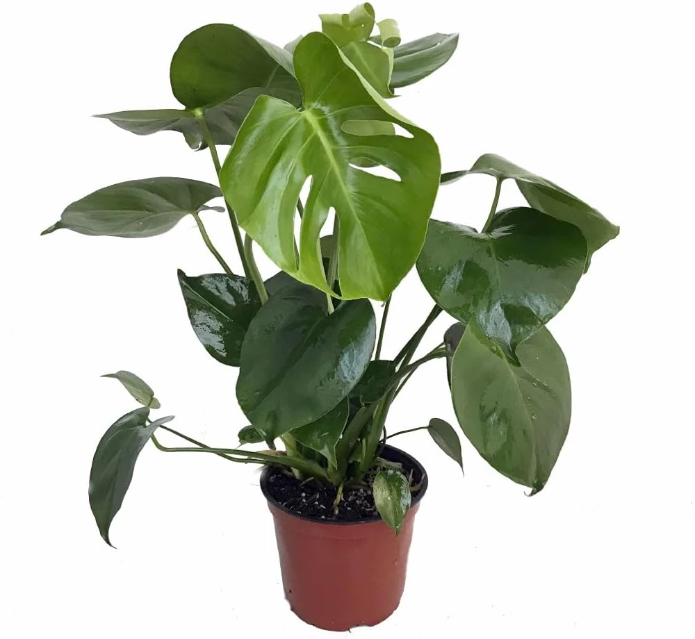 Monstera Deliciosa Live Plant – Split-Leaf Philodendron 4 inch Pot – Indoor Houseplant - Image 2