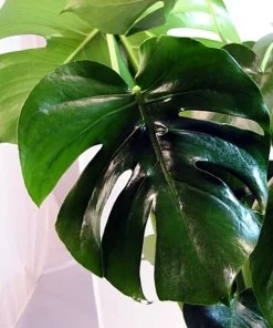 Monstera Deliciosa Live Plant – Split Leaf Philodendron – 2.5