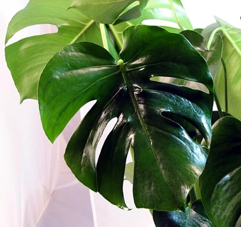 Monstera Deliciosa Live Plant – Split Leaf Philodendron – 2.5" Pot – Indoor - Image 4