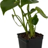 Monstera Deliciosa Live Plant – Split Leaf Philodendron – 2.5" Pot – Indoor - Image 1