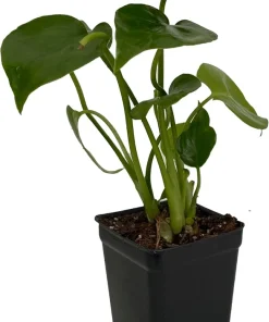 Monstera Deliciosa Live Plant – Split Leaf Philodendron – 2.5