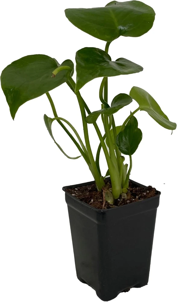 Monstera Deliciosa Live Plant – Split Leaf Philodendron – 2.5" Pot – Indoor - Image 1