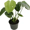 Monstera Deliciosa Live Plant – Split-Leaf Philodendron 4 inch Pot – Indoor Houseplant - Image 1