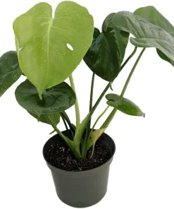 Monstera Deliciosa Live Plant – Split-Leaf Philodendron 4 inch Pot – Indoor Houseplant - Image 1