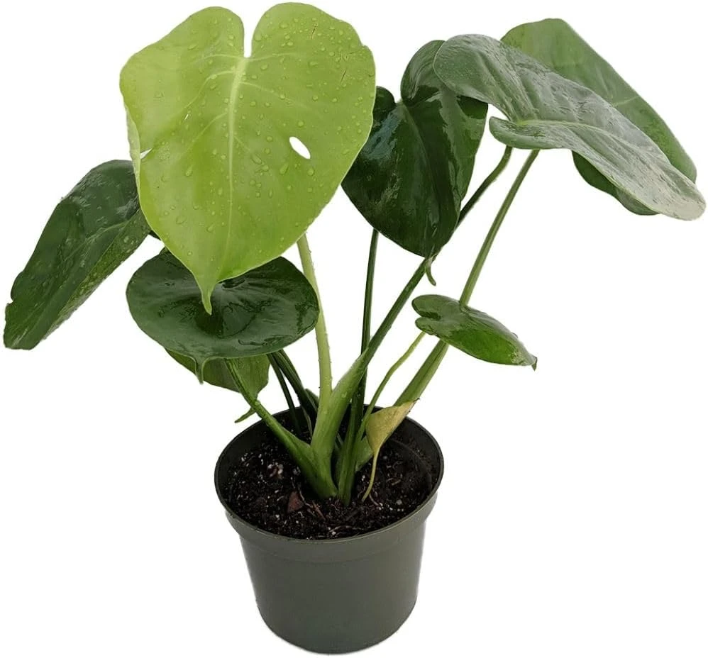 Monstera Deliciosa Live Plant – Split-Leaf Philodendron 4 inch Pot – Indoor Houseplant - Image 1