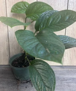 Monstera Pinnatipartita in 6