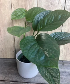 Monstera Pinnatipartita in 6