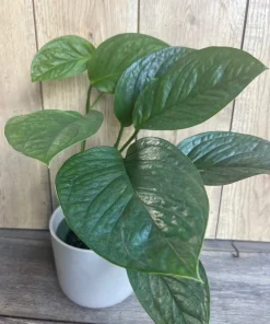 Monstera Pinnatipartita in 6