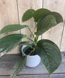 Monstera Pinnatipartita in 6