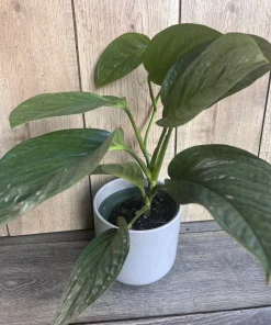 Monstera Pinnatipartita in 6