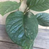 Monstera Pinnatipartita in 6"Pot - Image 1