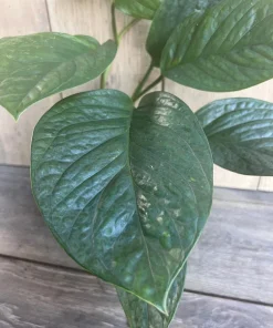 Monstera Pinnatipartita in 6