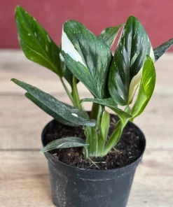 Monstera Standleyana Albo in 6
