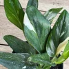 Monstera Standleyana Albo in 6" Pot , Philodendron Cobra - Image 1