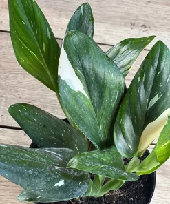 Monstera Standleyana Albo in 6