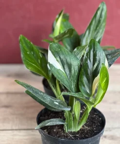 Monstera Standleyana Albo in 6