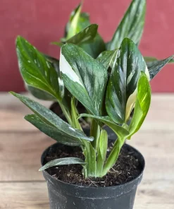 Monstera Standleyana Albo in 6