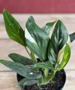 Monstera Standleyana Albo in 6