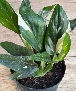 Monstera Standleyana Albo in 6