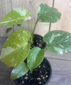 Monstera Thai Constellation' in 4