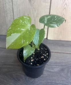Monstera Thai Constellation' in 4