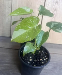 Monstera Thai Constellation' in 4