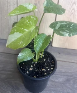 Monstera Thai Constellation' in 4