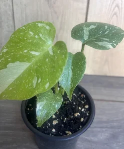 Monstera Thai Constellation' in 4
