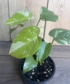 Monstera Thai Constellation' in 4