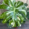 Monstera Thai Constellation' in 4" POT, Thai Con. - Image 1