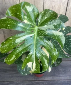 Monstera Thai Constellation' in 4