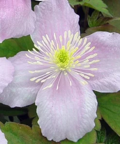 Montana Mayleen Clematis Live Plant – Fragrant Pink Flowering Vine – 2.5