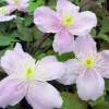 Montana Mayleen Clematis Live Plant – Fragrant Pink Flowering Vine – 2.5" Pot - Image 1