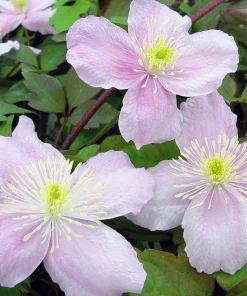 Montana Mayleen Clematis Live Plant – Fragrant Pink Flowering Vine – 2.5