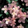 Montana Rubens Clematis Vine - Lt. Pink to Deep Rose- Fragrant - NEW! - 2.5" Pot - Image 1