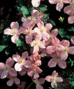 Montana Rubens Clematis Vine - Lt. Pink to Deep Rose- Fragrant - NEW! - 2.5" Pot - Image 1