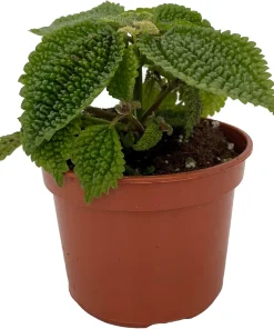 Moon Valley Pilea Live Plant – Unique Potted Houseplant – 4 inch Pot – Indoor - Image 2