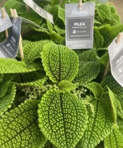 Moon Valley Pilea Live Plant – Unique Potted Houseplant – 4 inch Pot – Indoor - Image 3