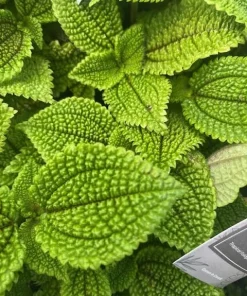 Moon Valley Pilea Live Plant – Unique Potted Houseplant – 4 inch Pot – Indoor - Image 4
