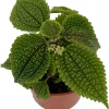 Moon Valley Pilea Live Plant – Unique Potted Houseplant – 4 inch Pot – Indoor - Image 1