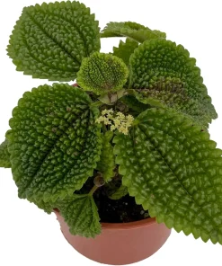 Moon Valley Pilea Live Plant – Unique Potted Houseplant – 4 inch Pot – Indoor - Image 1