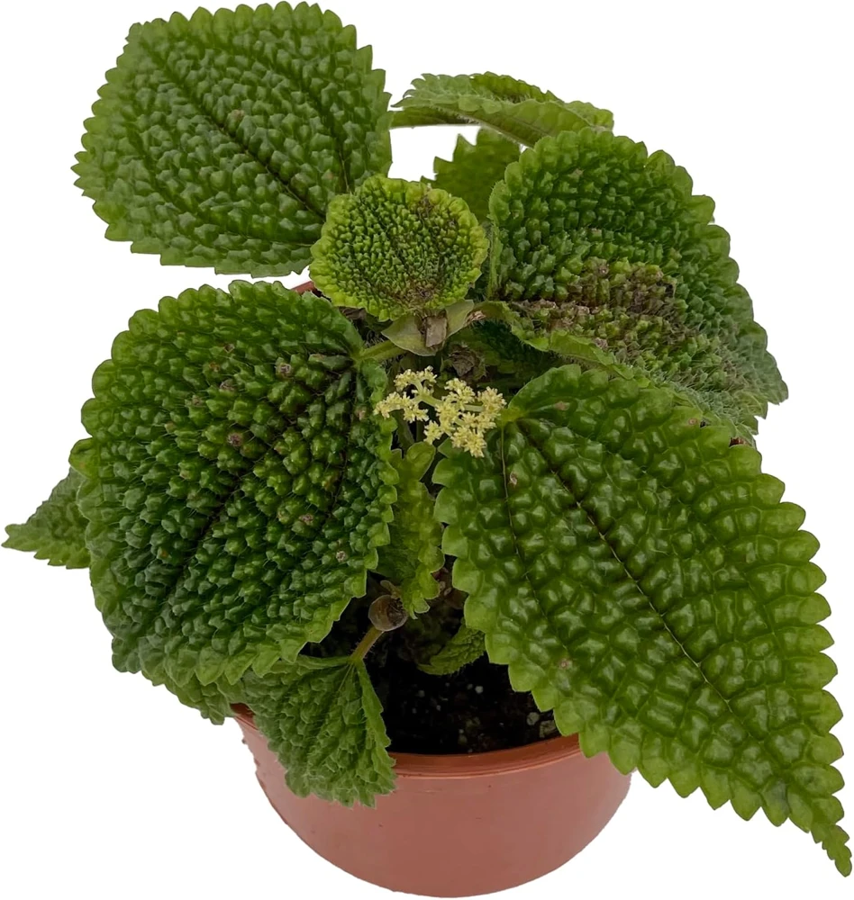 Moon Valley Pilea Live Plant – Unique Potted Houseplant – 4 inch Pot – Indoor - Image 1