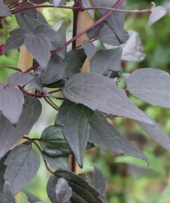 Moongate Mocha Clematis Live Plant – 4 inch Pot – Pink Flowers, Dark Foliage - Image 2