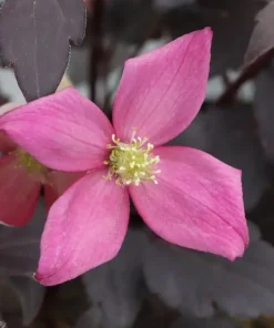 Moongate Mocha Clematis Live Plant – 4 inch Pot – Pink Flowers, Dark Foliage - Image 3