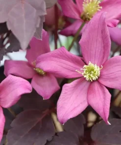 Moongate Mocha Clematis Live Plant – 4 inch Pot – Pink Flowers, Dark Foliage - Image 1