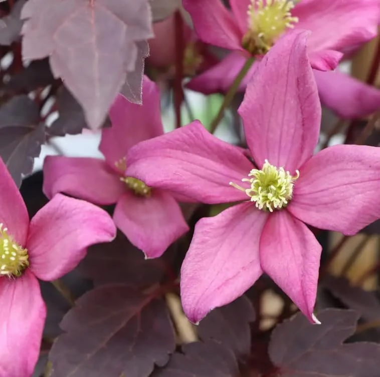 Moongate Mocha Clematis Live Plant – 4 inch Pot – Pink Flowers, Dark Foliage - Image 1