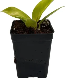 Moonlight Philodendron Live Plant – 2.5 inch Pot – Indoor Houseplant - Image 2